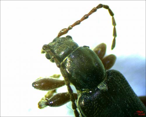 Plateumaris consimilis
